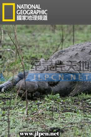 鳄鱼短片：鳄鱼的黑暗面封面图