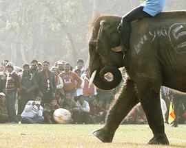 大象男孩封面图