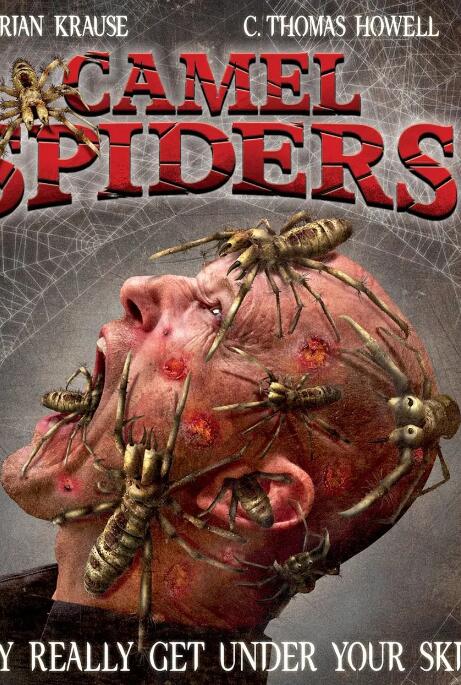 骆驼蜘蛛封面图