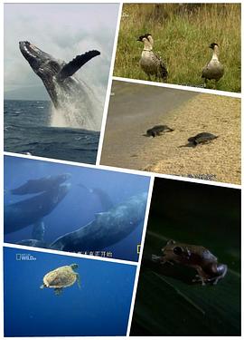 野性夏威夷封面图