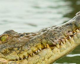 季风群岛第一季封面图